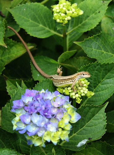 カナヘビ