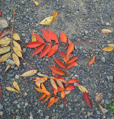 DSC_0088.jpg