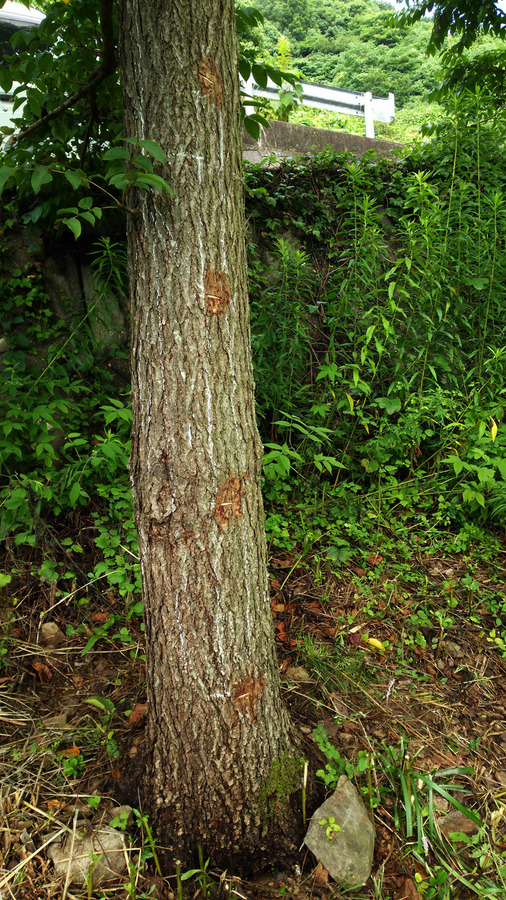 DSC_0137.jpg