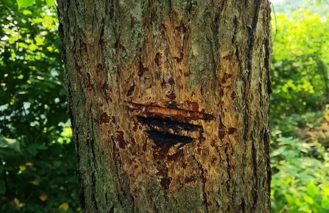 DSC_0246.jpg