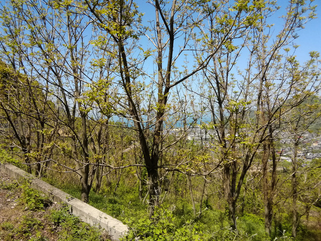 IMG_20180419_131923.jpg
