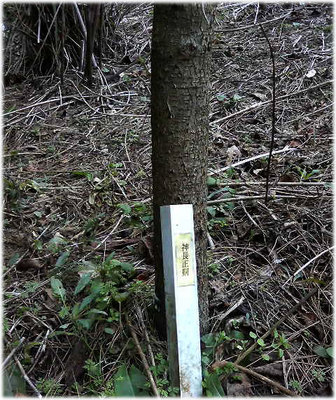 香川県森林センター 漆の森3