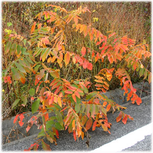 11/13紅葉したハゼの木