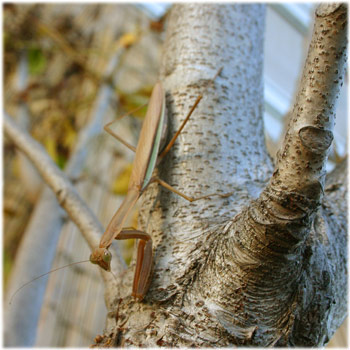 11/8 カマキリさん。