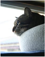 むぎ