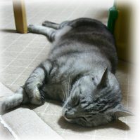 うり坊