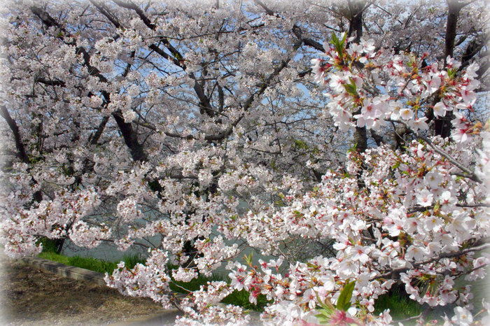 香川県の桜1