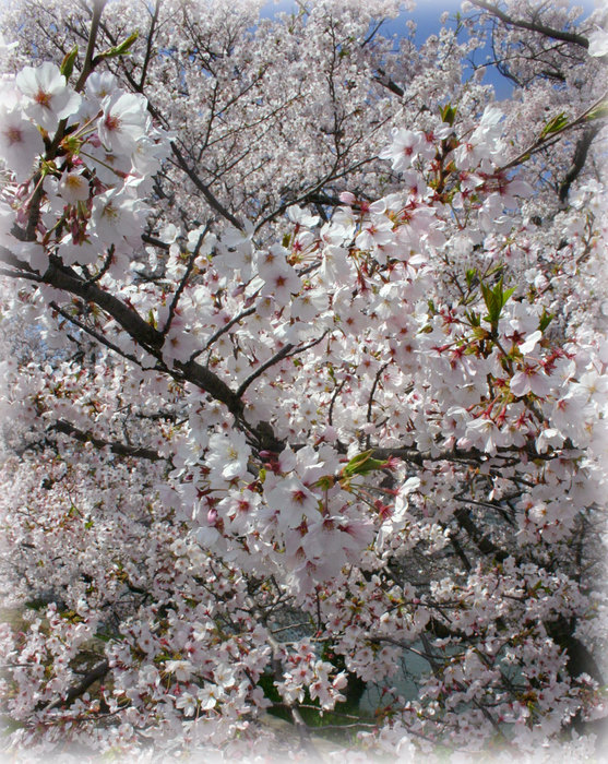 香川県の桜4