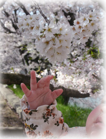 桜と娘