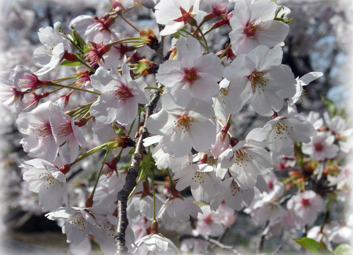 香川県の桜2