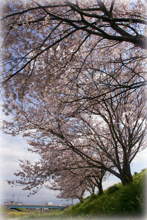 土手の桜