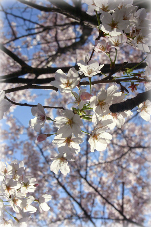 桜