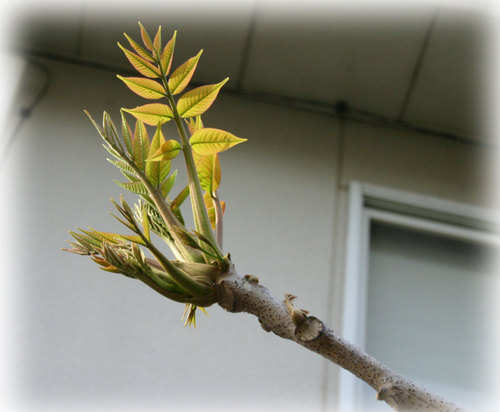 ウルシの芽2