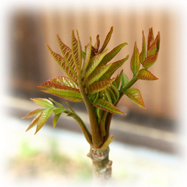 ウルシの芽1