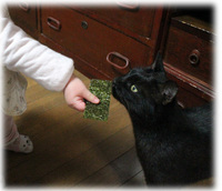海苔を食べる猫