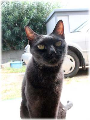 ミル