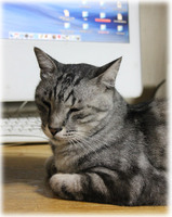 うり坊
