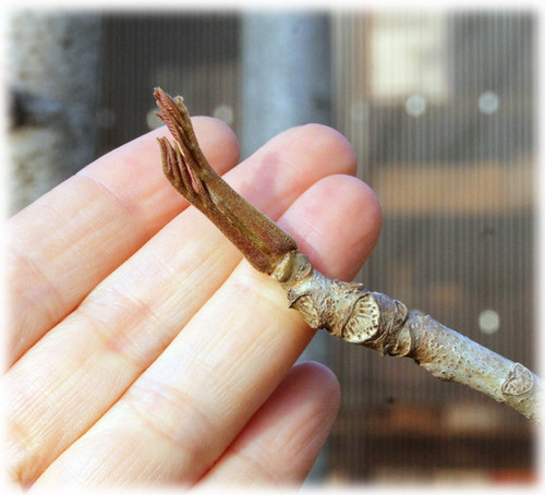 �E���V�̉�