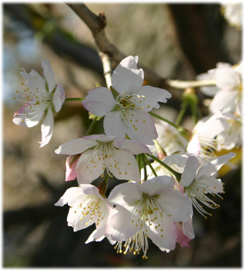 3/28善通寺の桜2