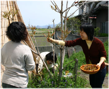 4/12漆の芽を摘みます1