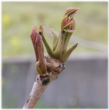4/9工房の庭のウルシの芽1