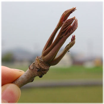4/9工房の庭のウルシの芽3