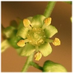 雄花