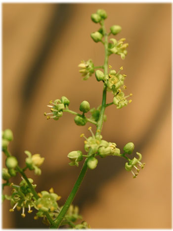 雄花