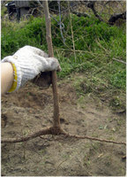 DSCN2970.jpg