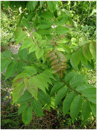 DSCN3013.jpg
